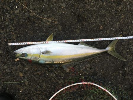 ハマチとメジロ